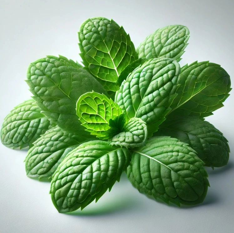 Mint-Leaves Mint-Leaves