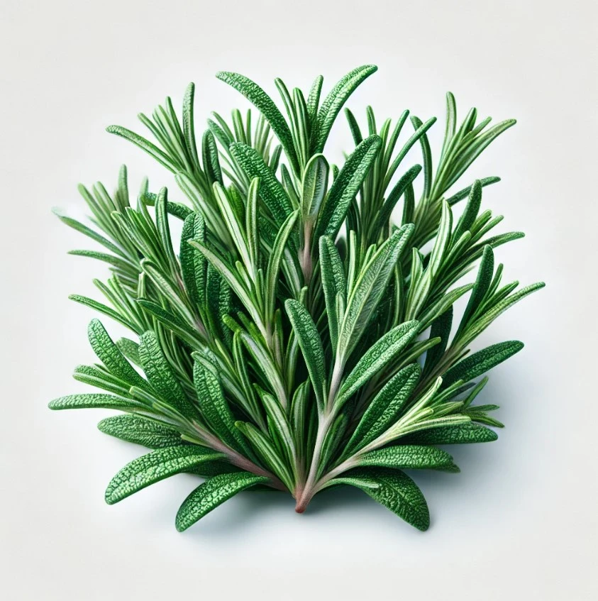 Rosemary Rosemary