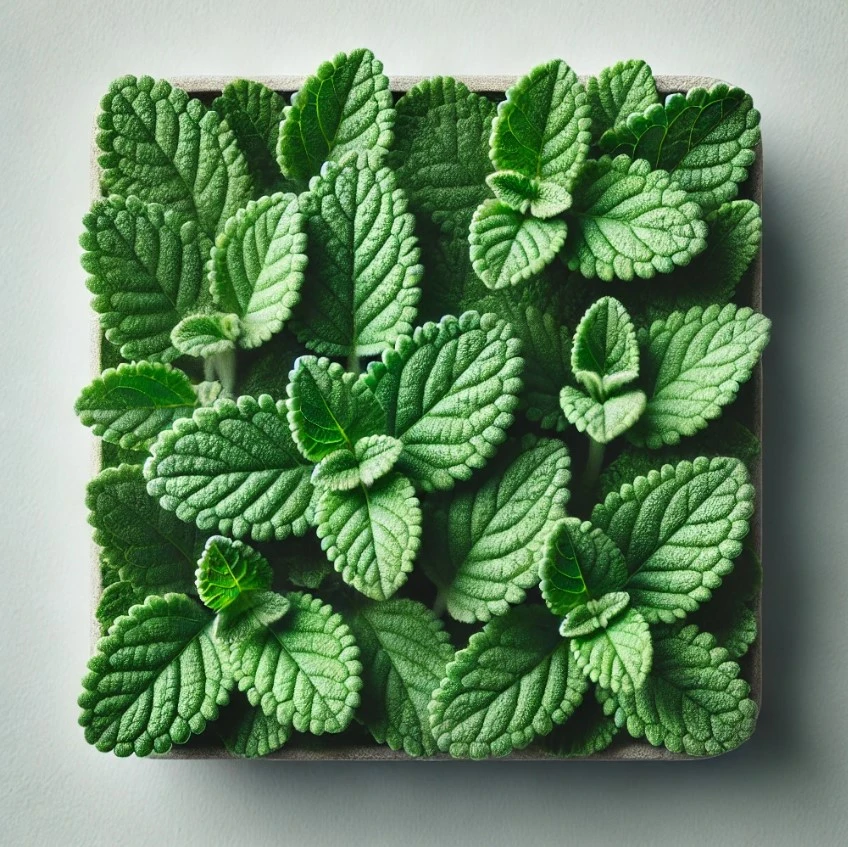 Thymol Thymol